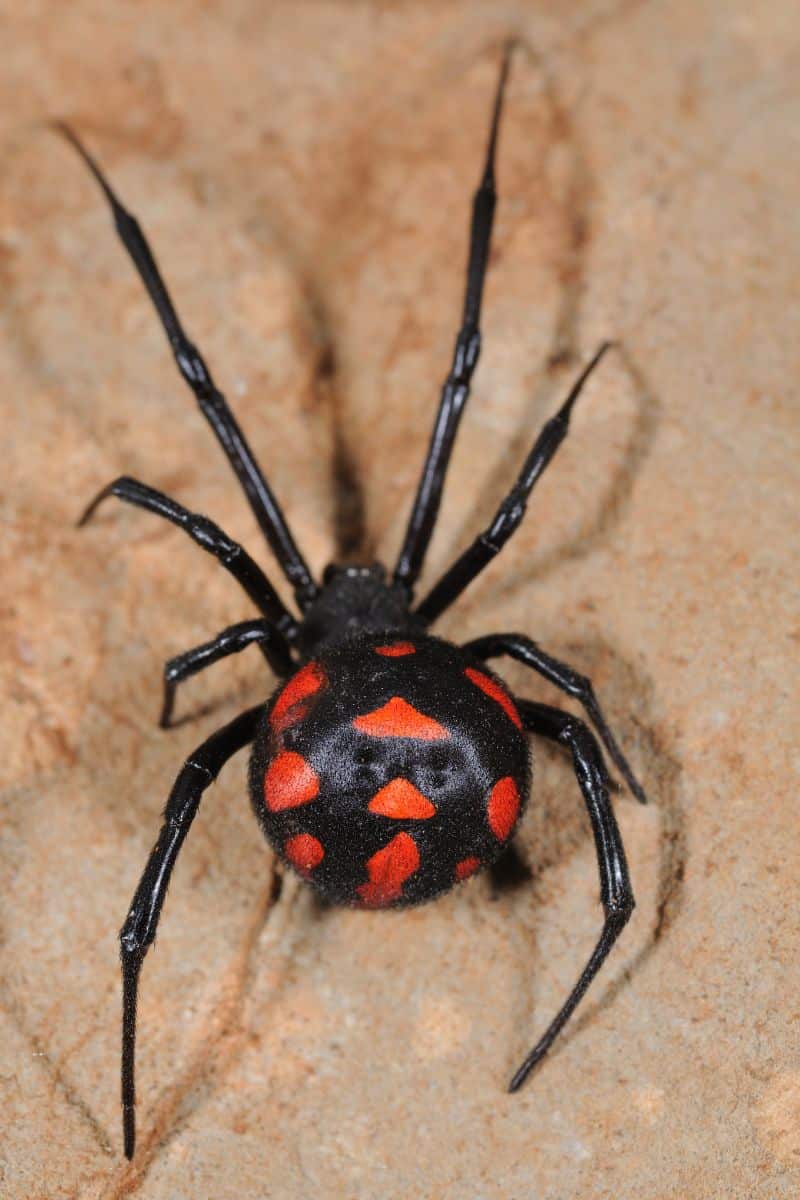 black widow spiritual meaning