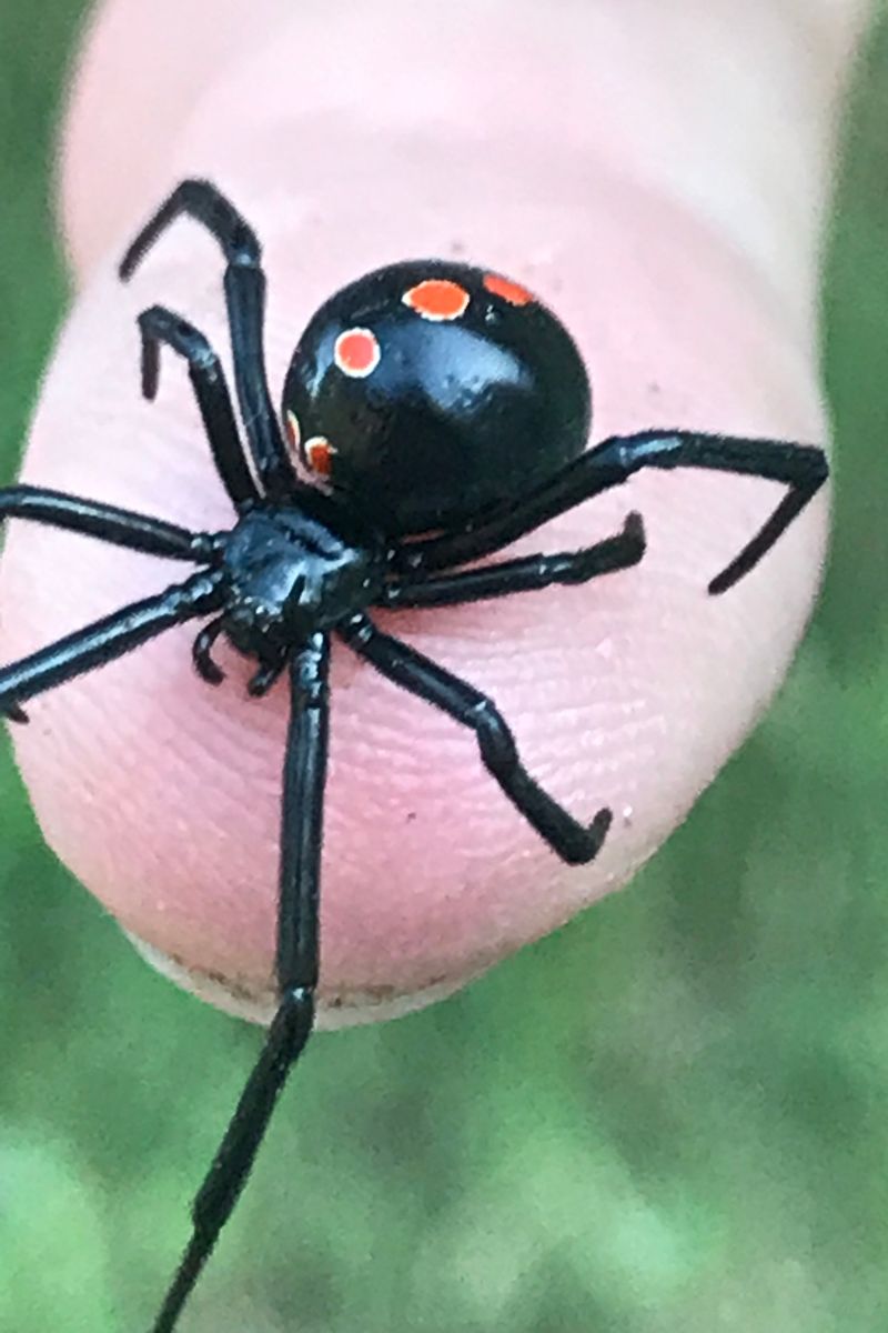 black widow symbol meaning