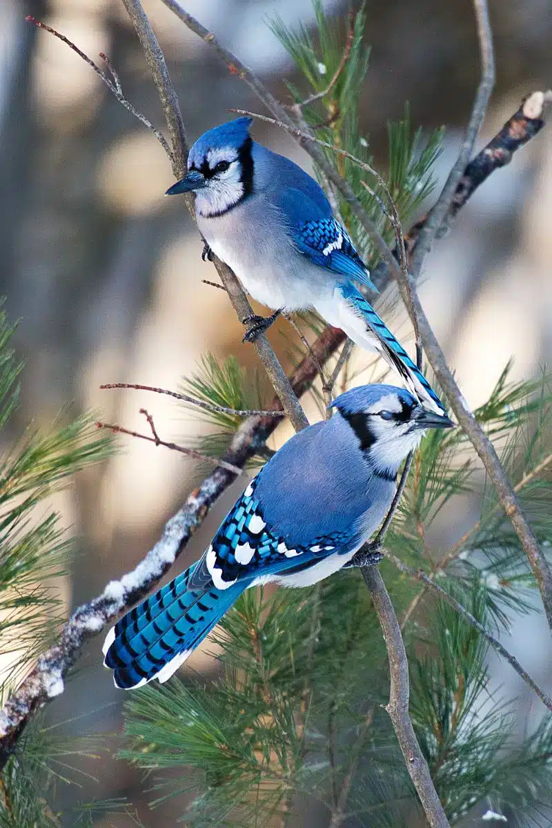 blue jay death meaning