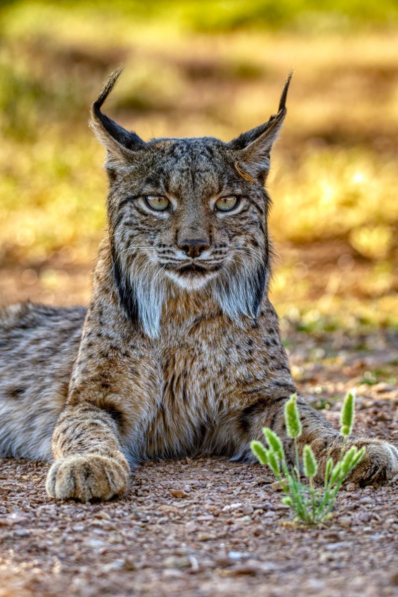 bobcat meaning spiritual