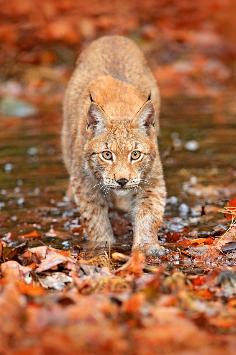 bobcat omen