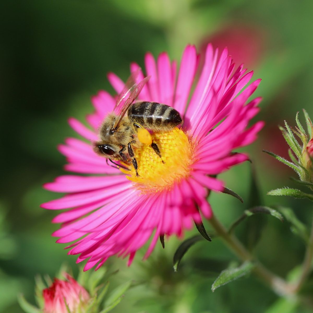 dead bee in house meaning