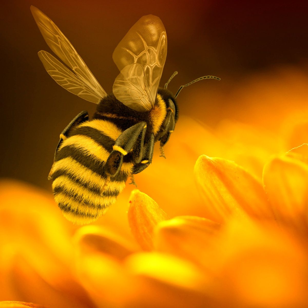 dead bee spiritual meaning