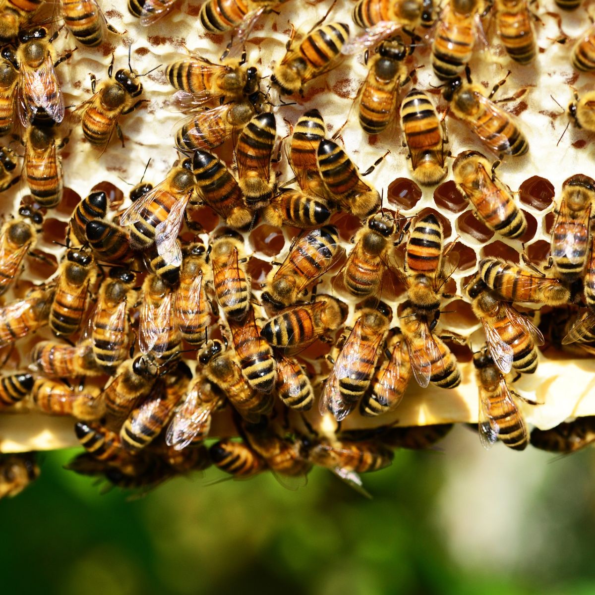 dead bees in house meaning