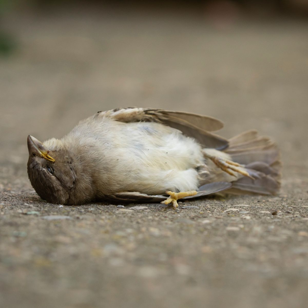 dead bird on doorstep meaning