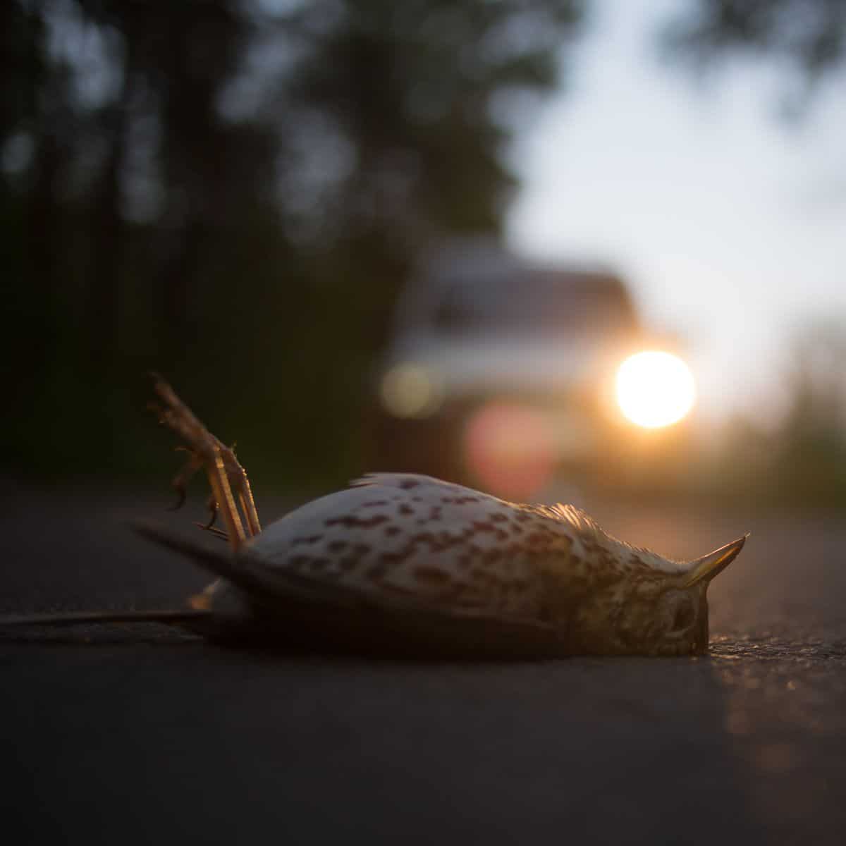 dead bird on porch meaning