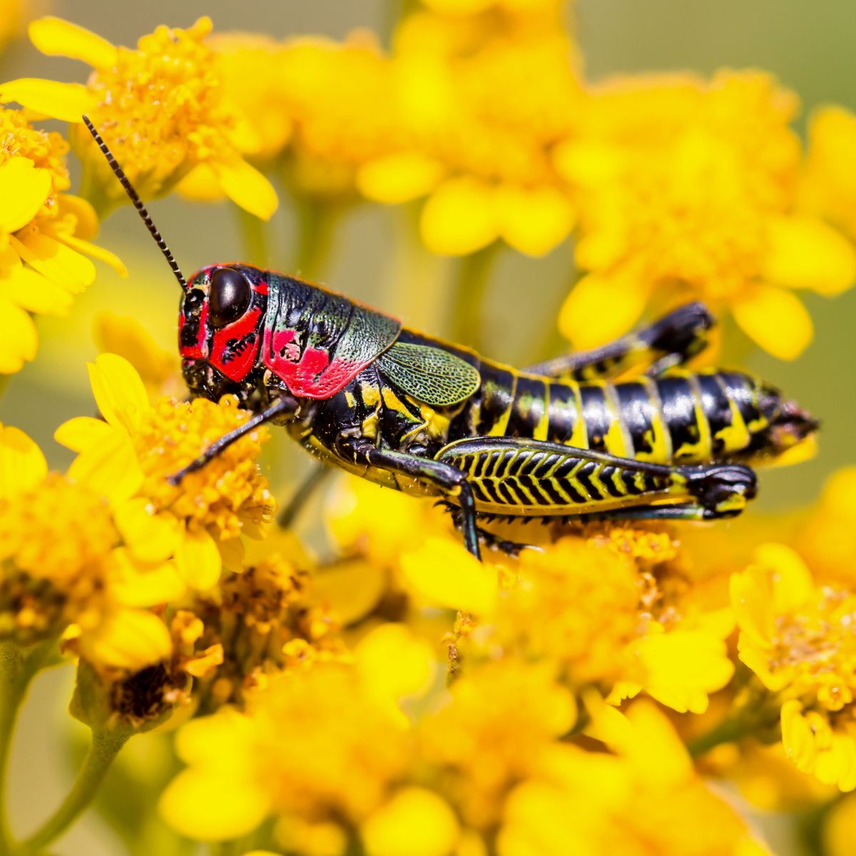 dead grasshopper meaning