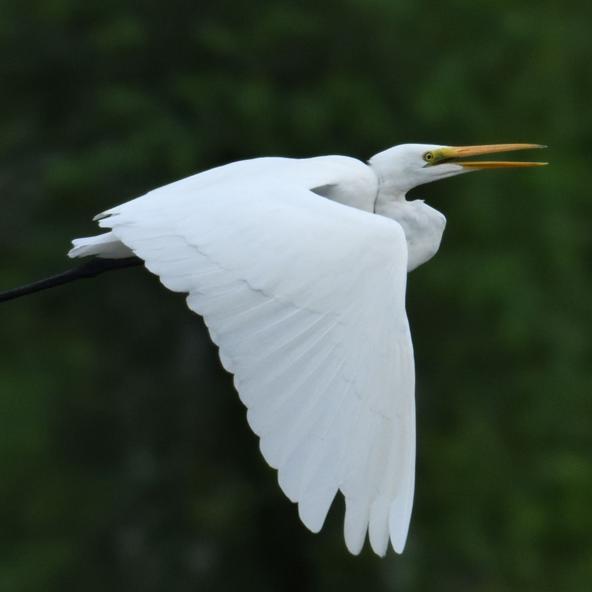 eastern great egret spiritual meaning