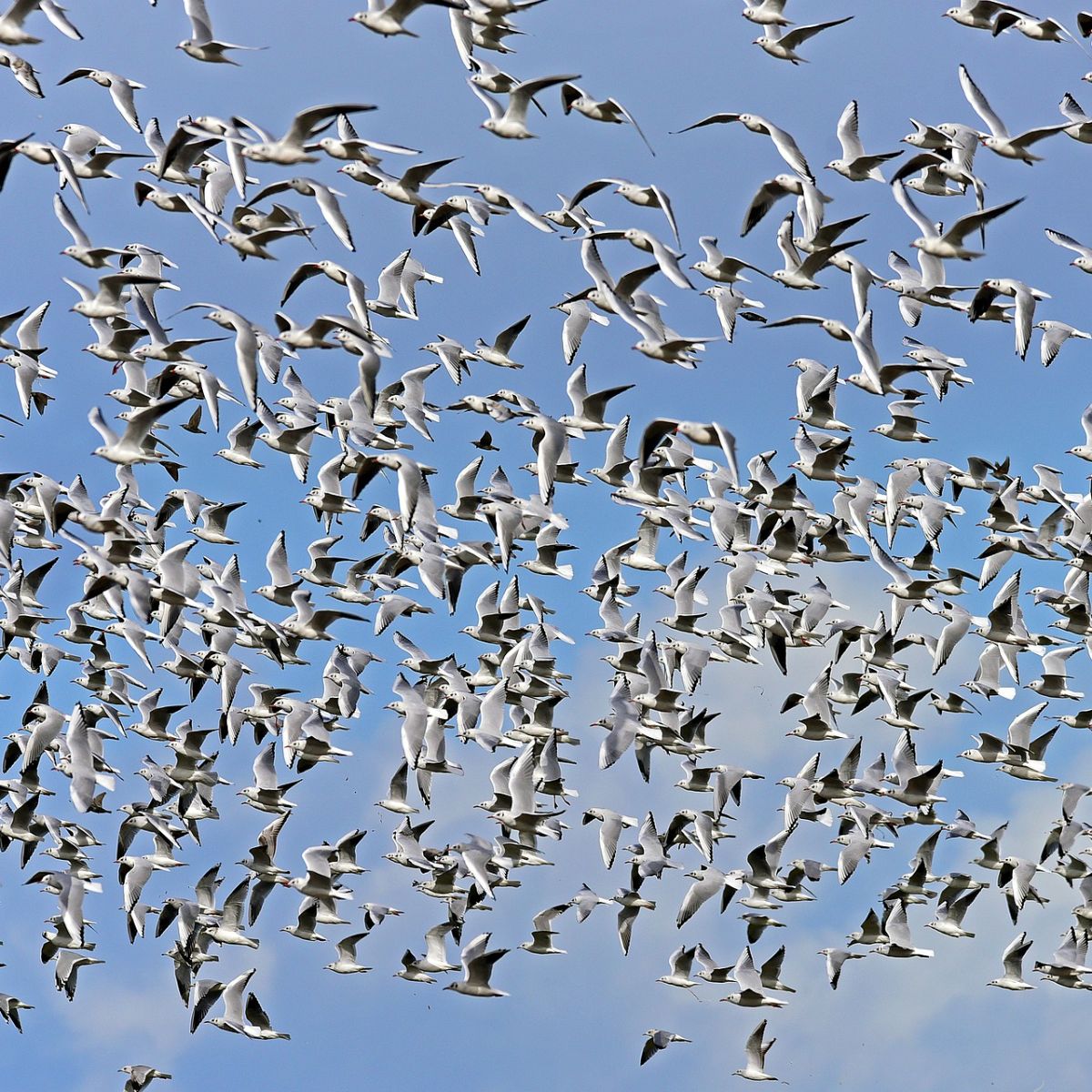 flock birds