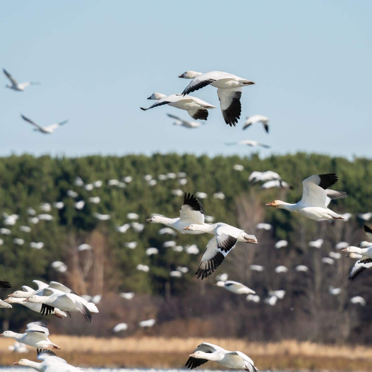 flock of birds meaning