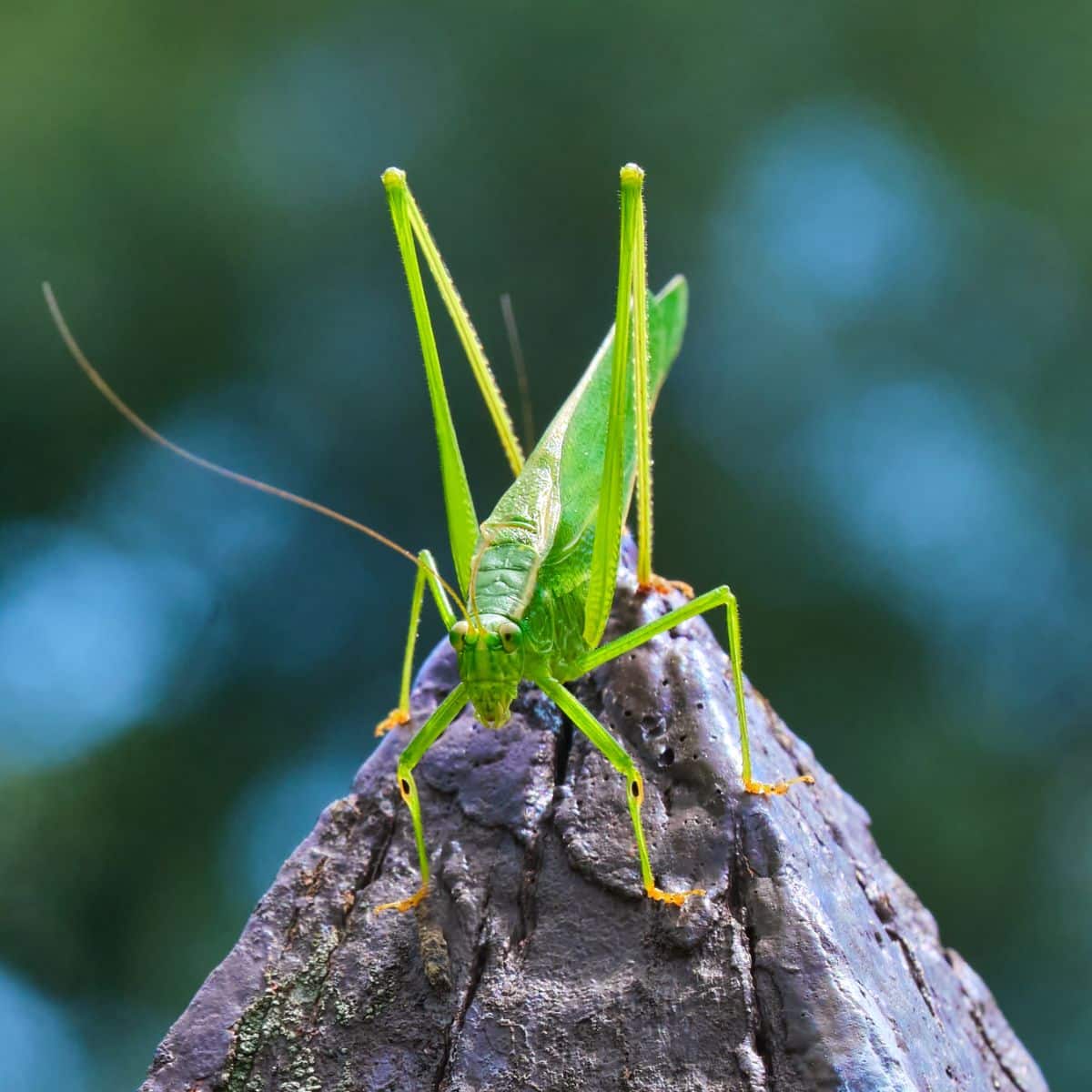 grasshopper meaning spiritual