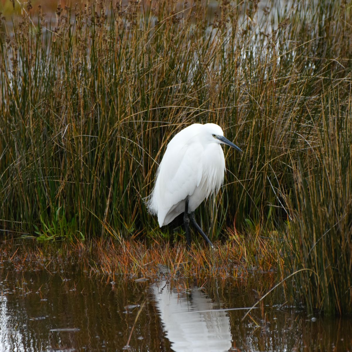 great egret spirit animal