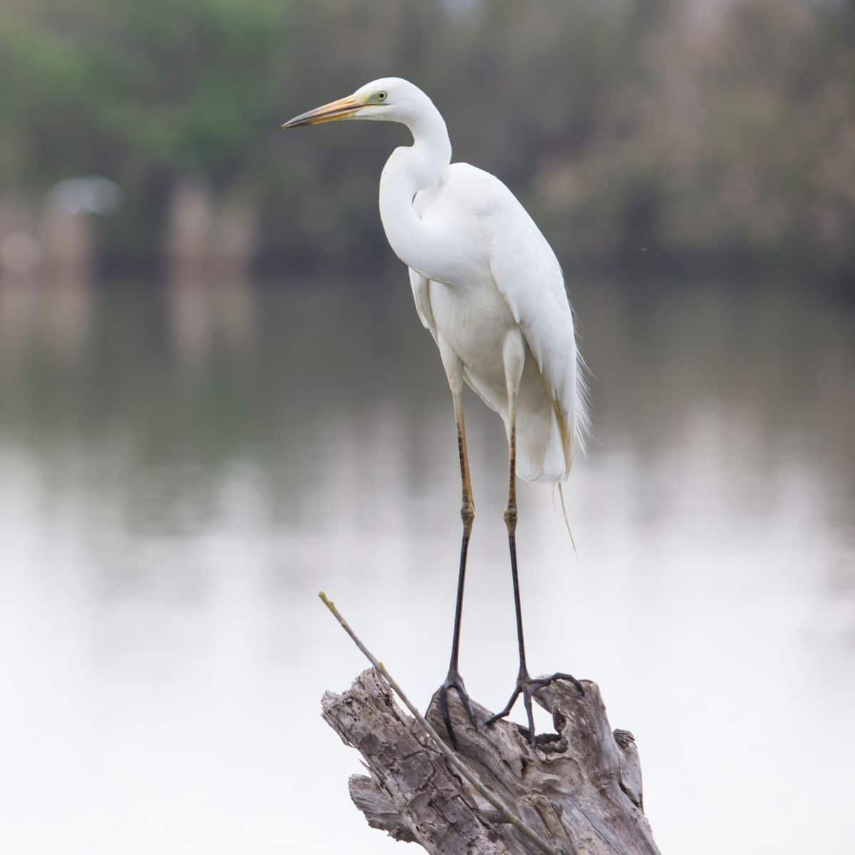 great egret spirit meaning