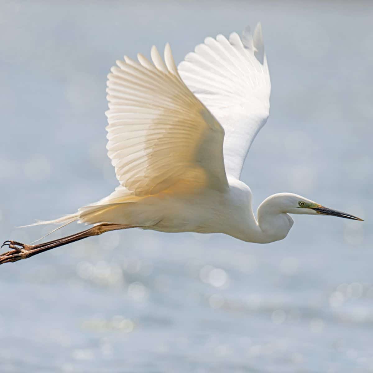 great egret spiritual meaning bible