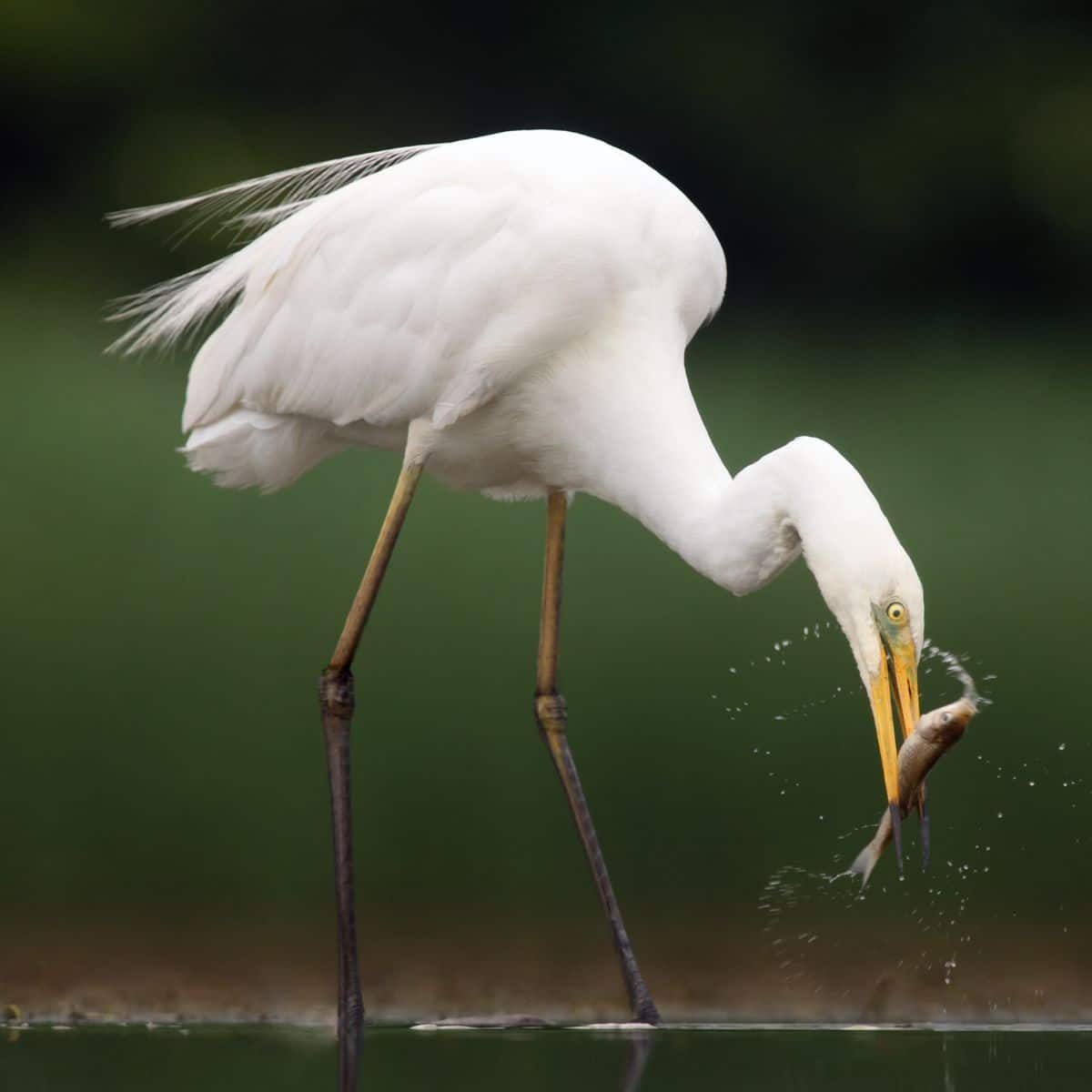 great egret spiritual meaning dream