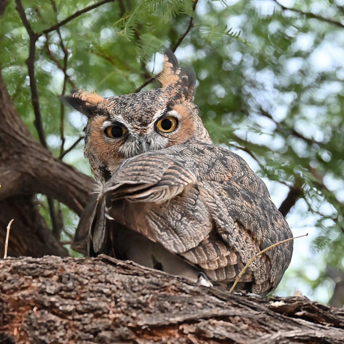 great horned owl meaning spiritual