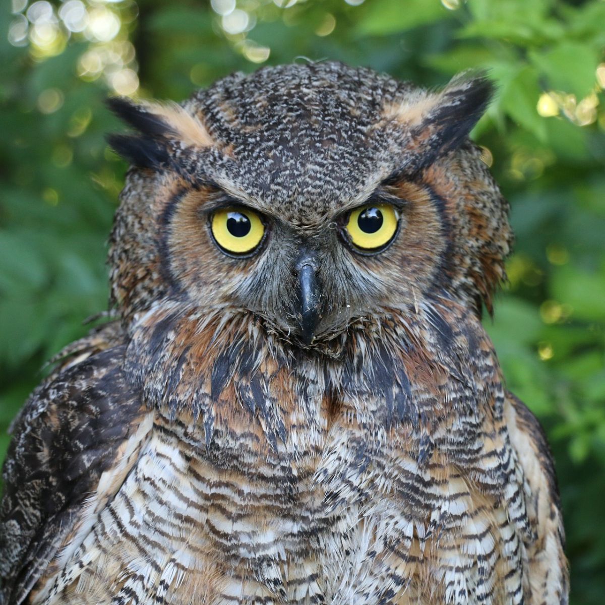 great horned owl totem