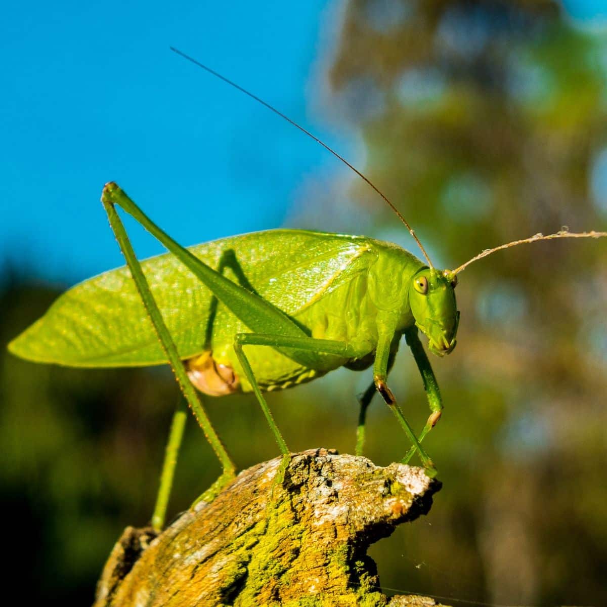 green grasshopper spiritual meaning