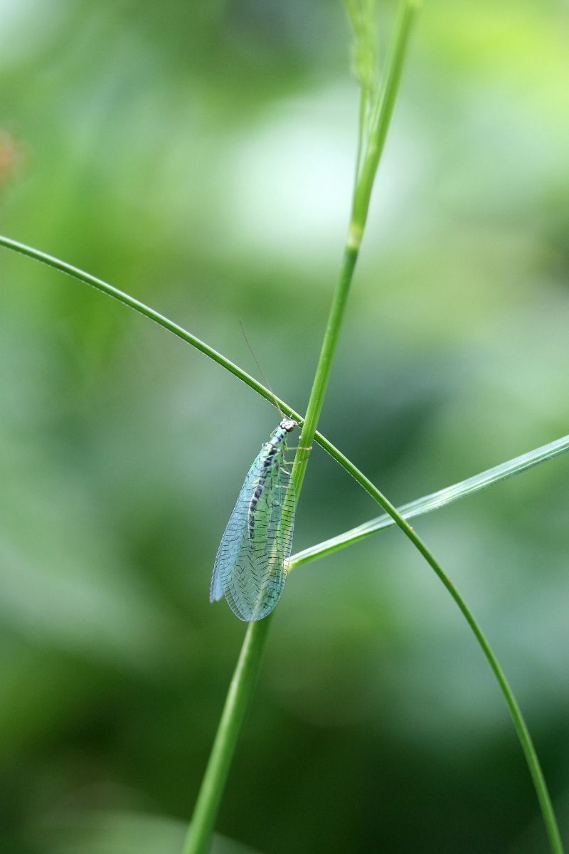 green lacewing meaning