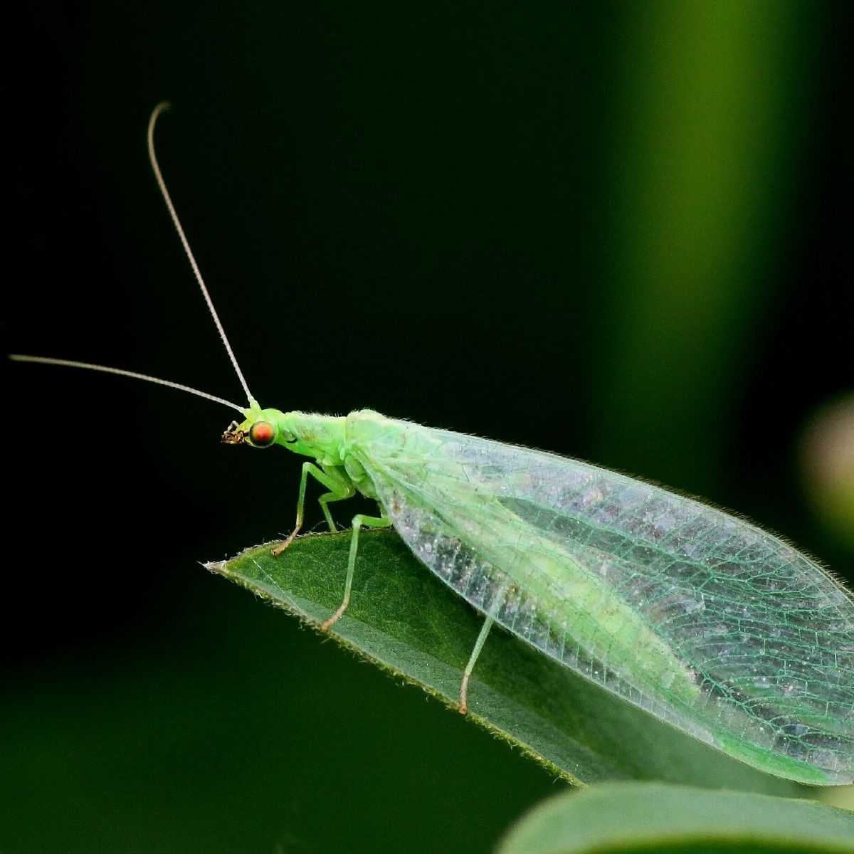 green lacewing symbolism