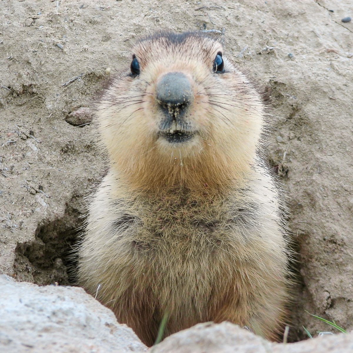 groundhog meaning