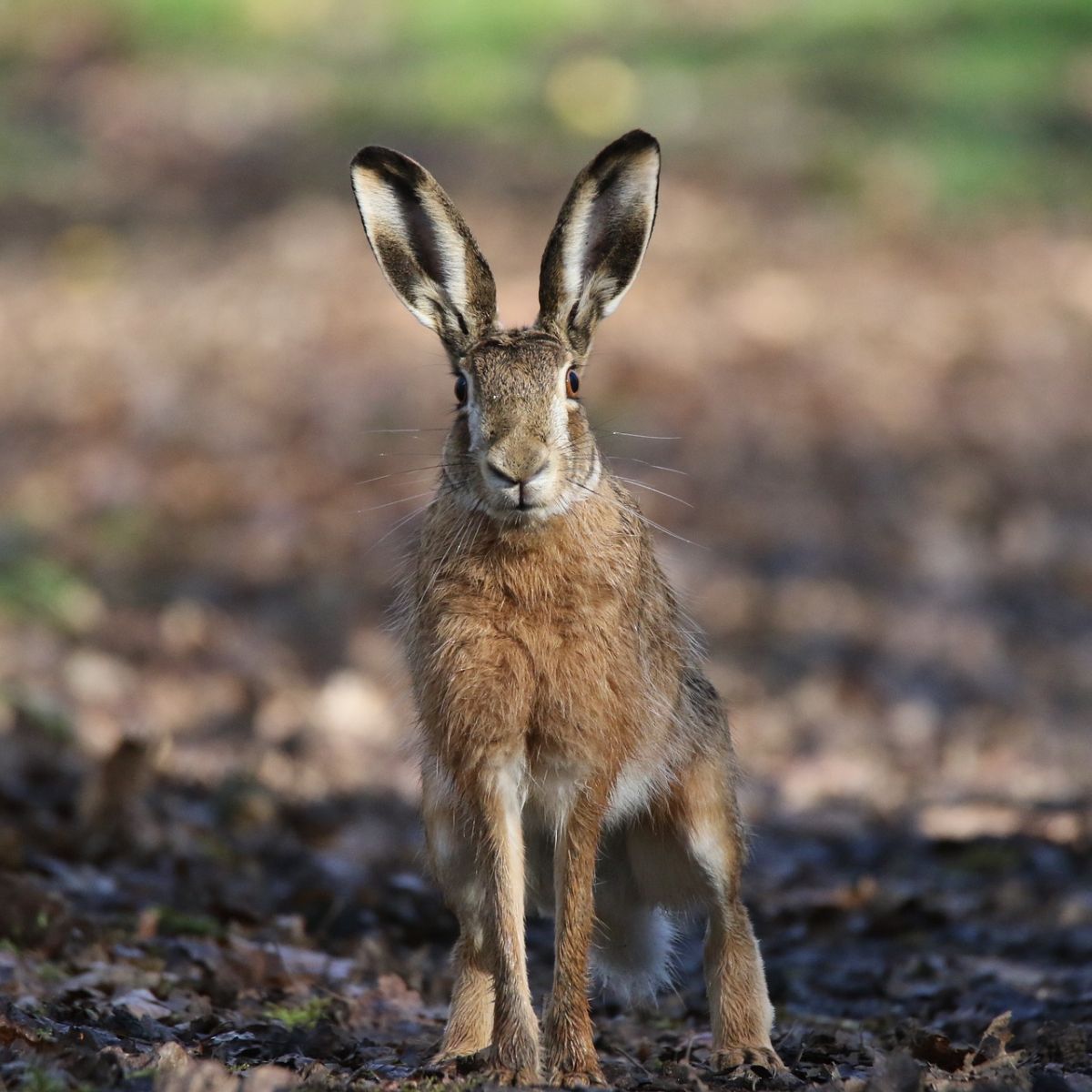 hare meaning spiritual