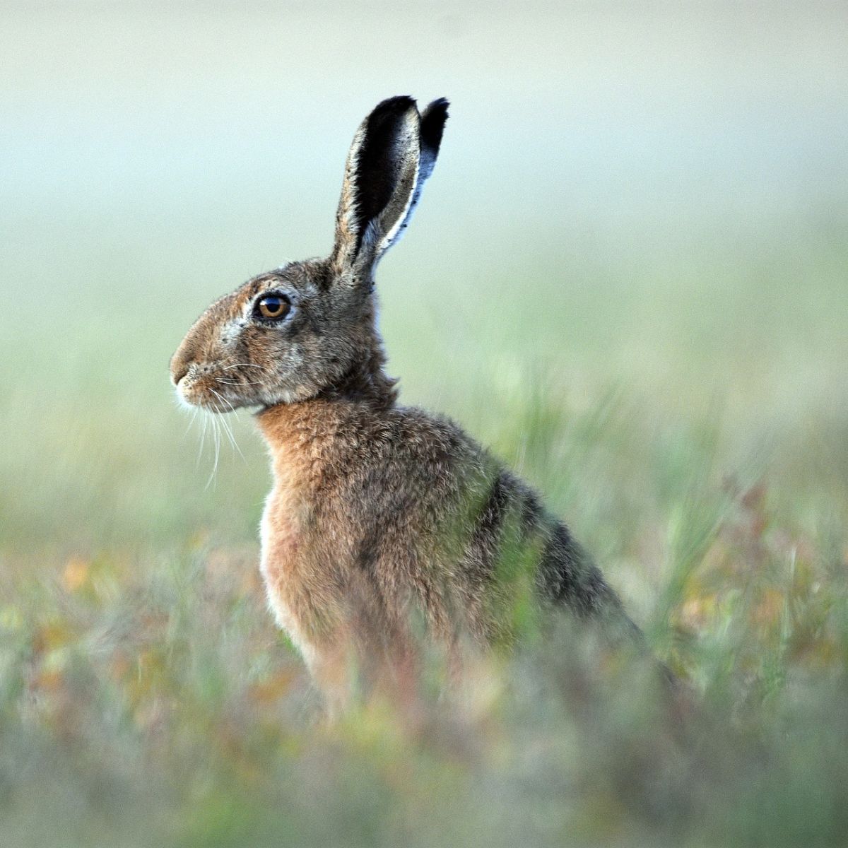 hare meaning