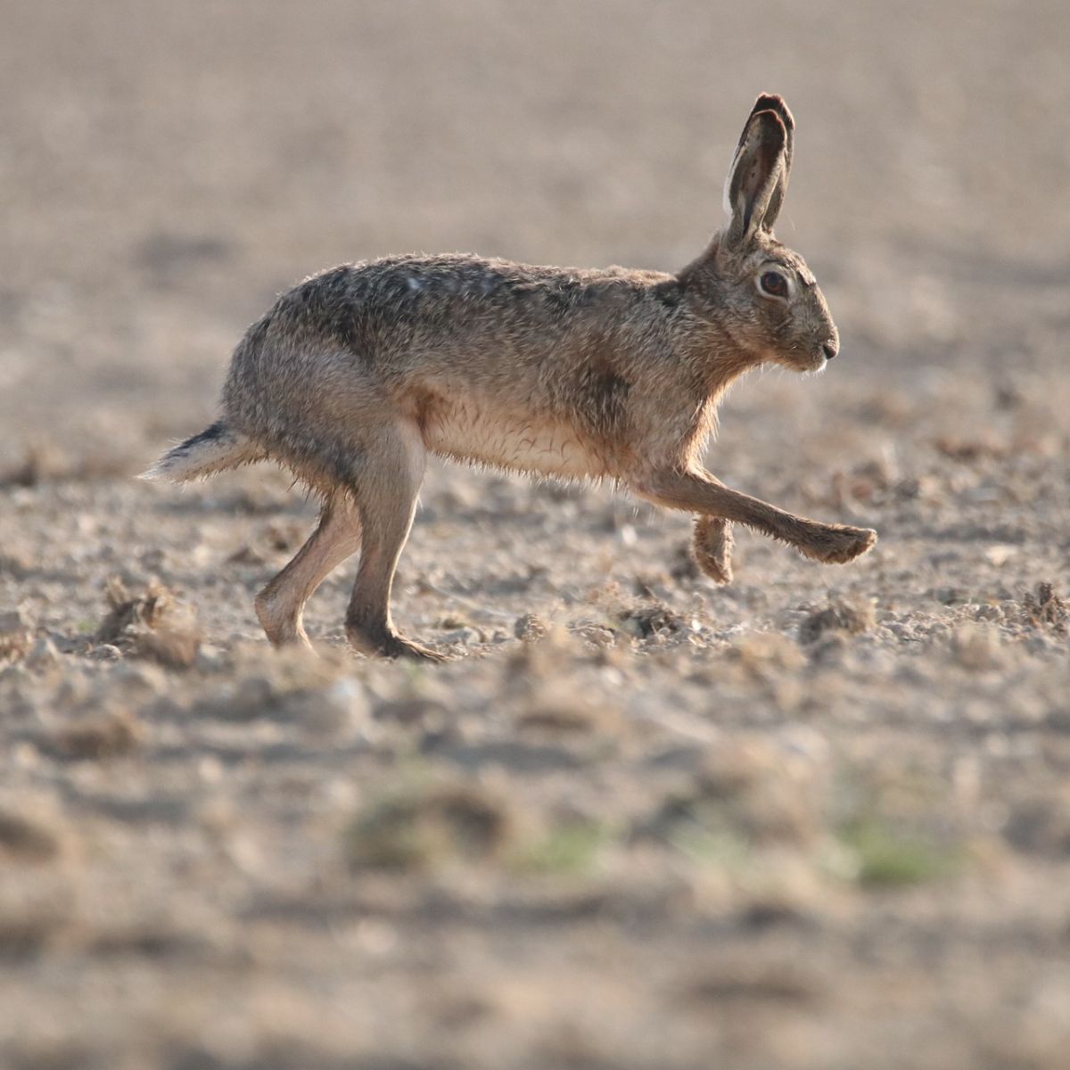 hare spirit animal