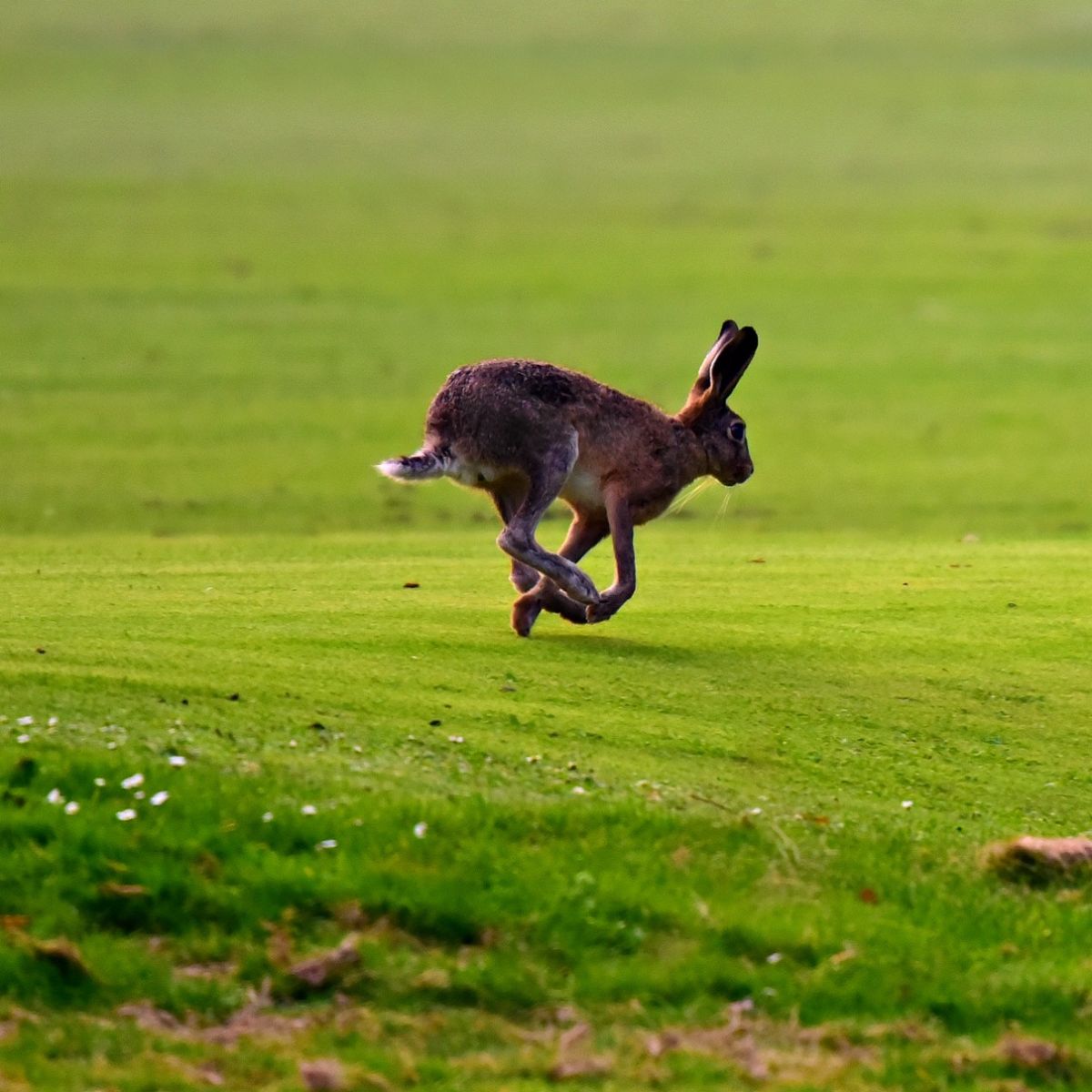 hare spiritual meaning