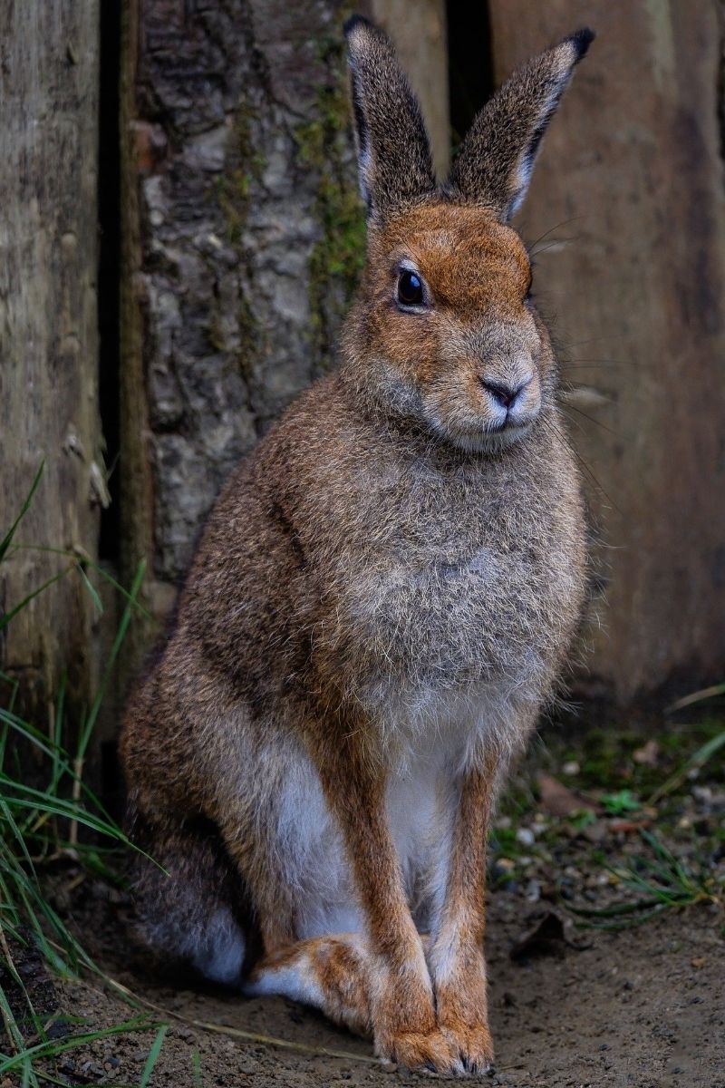 hare symbolism