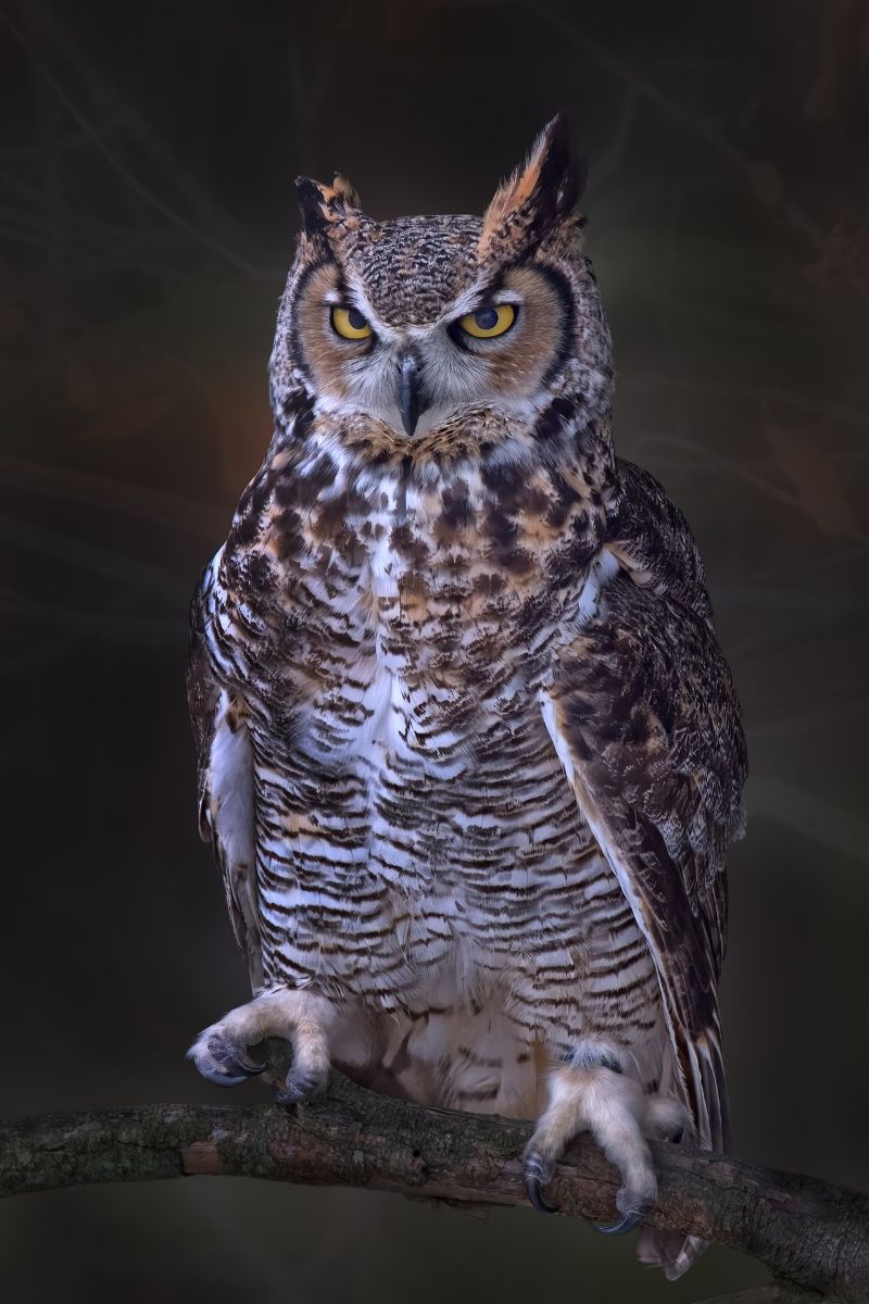 hearing a great horned owl meaning