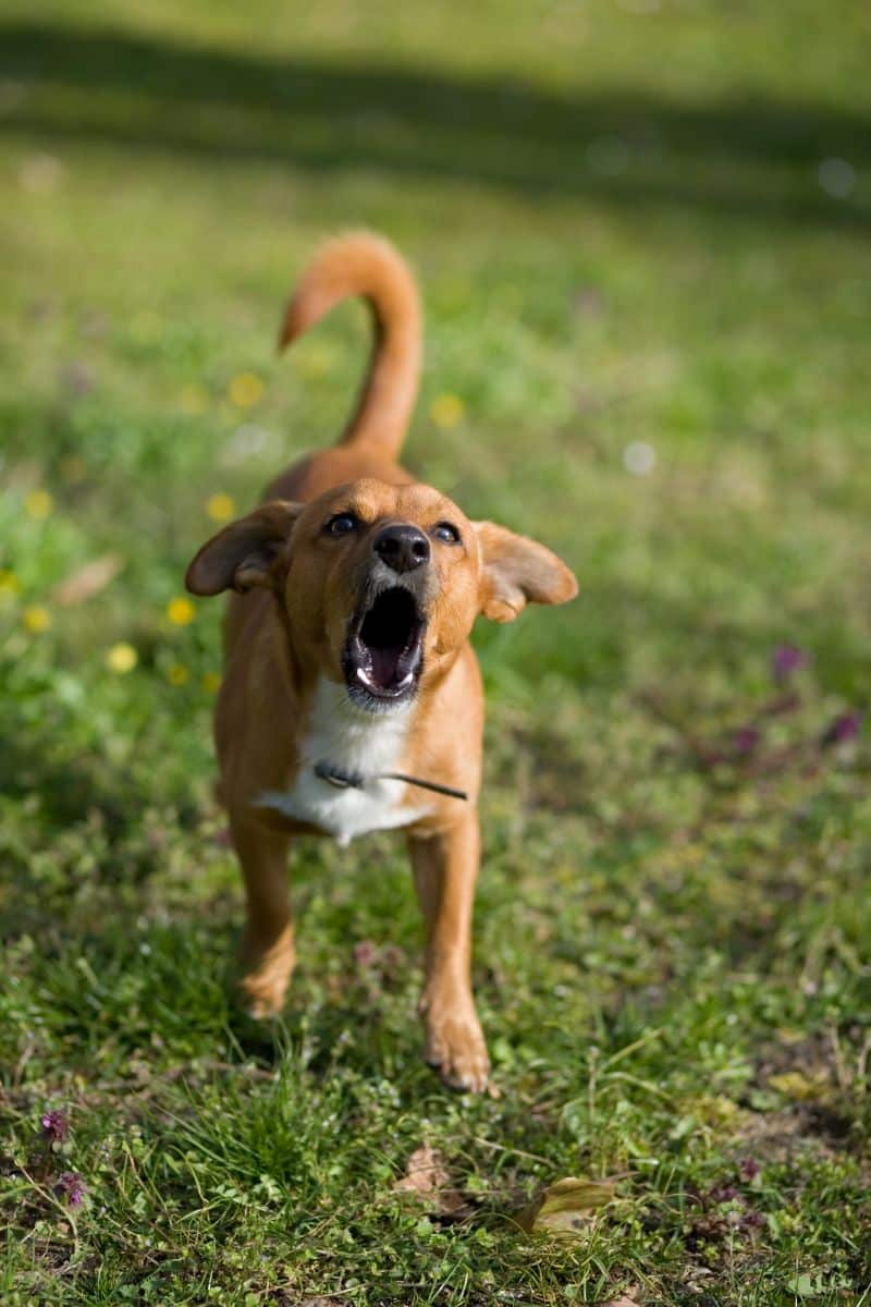 hearing dogs barking spiritual meaning