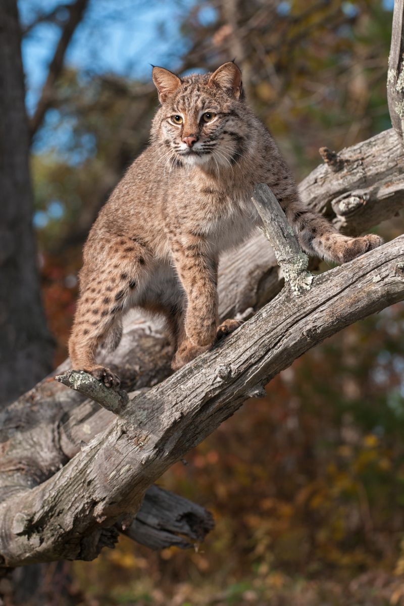 is seeing a bobcat a good omen