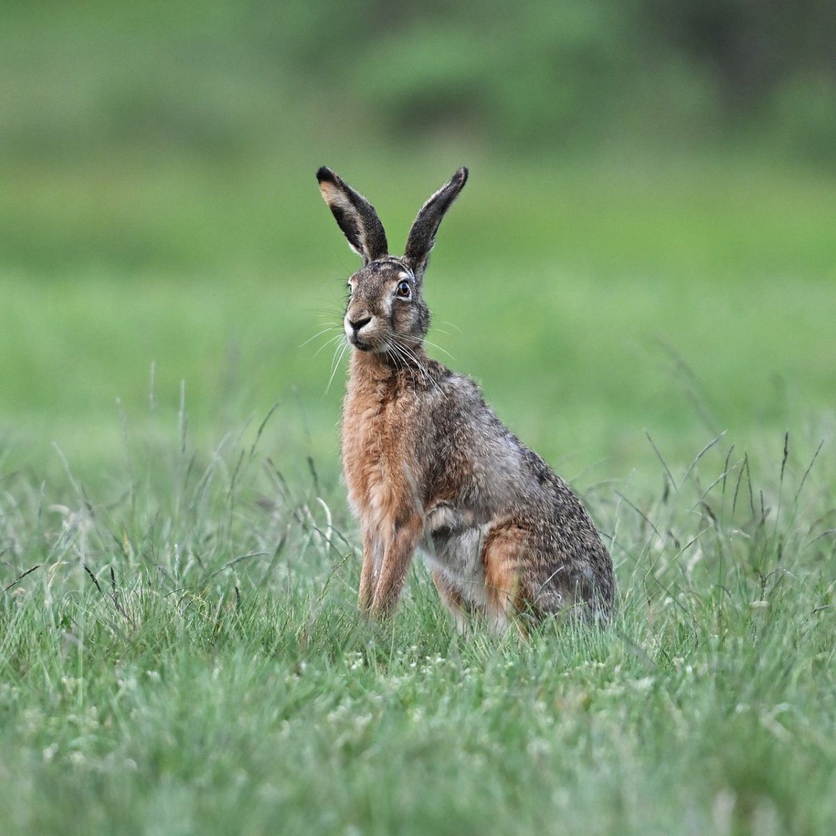 is seeing a hare good luck