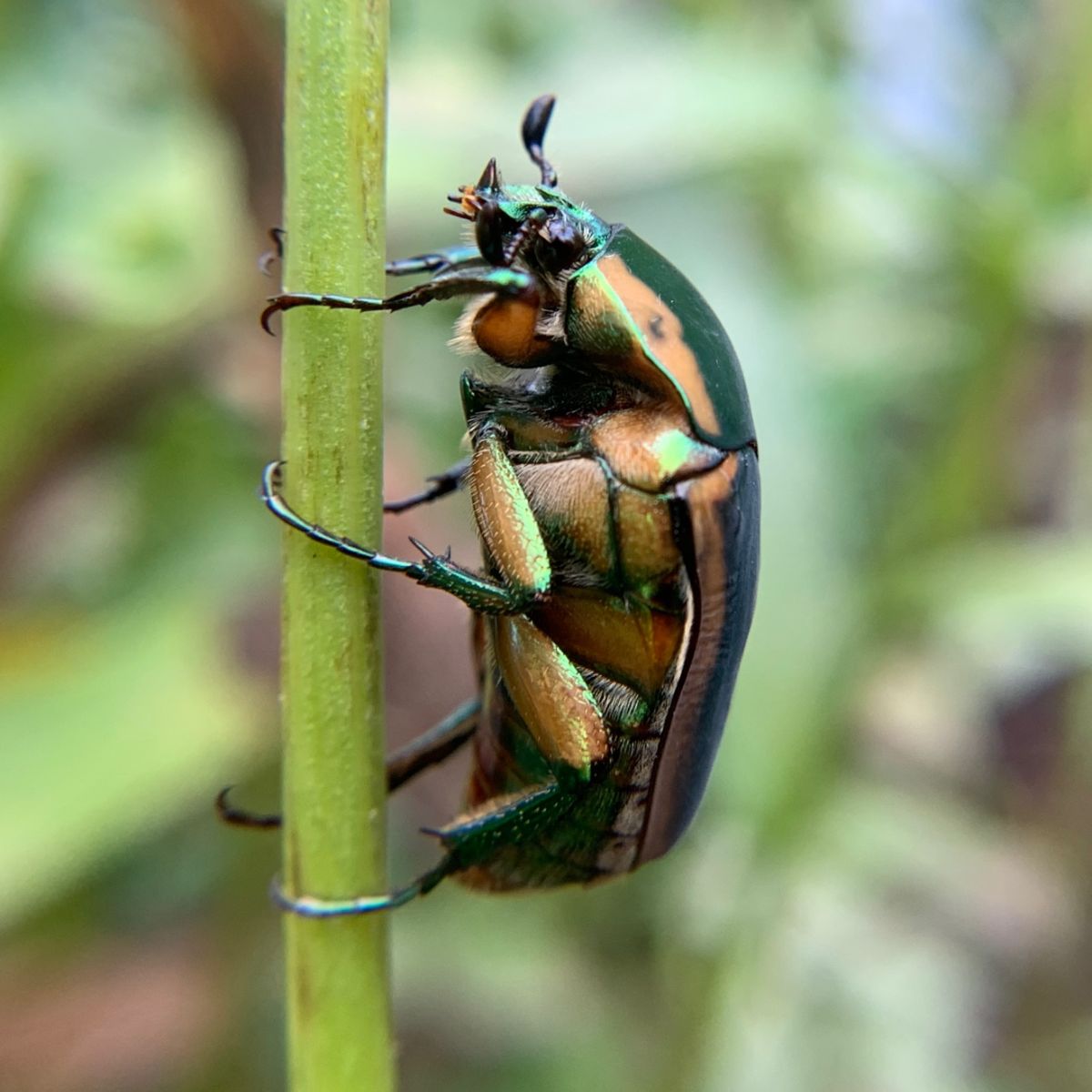 june bug meaning