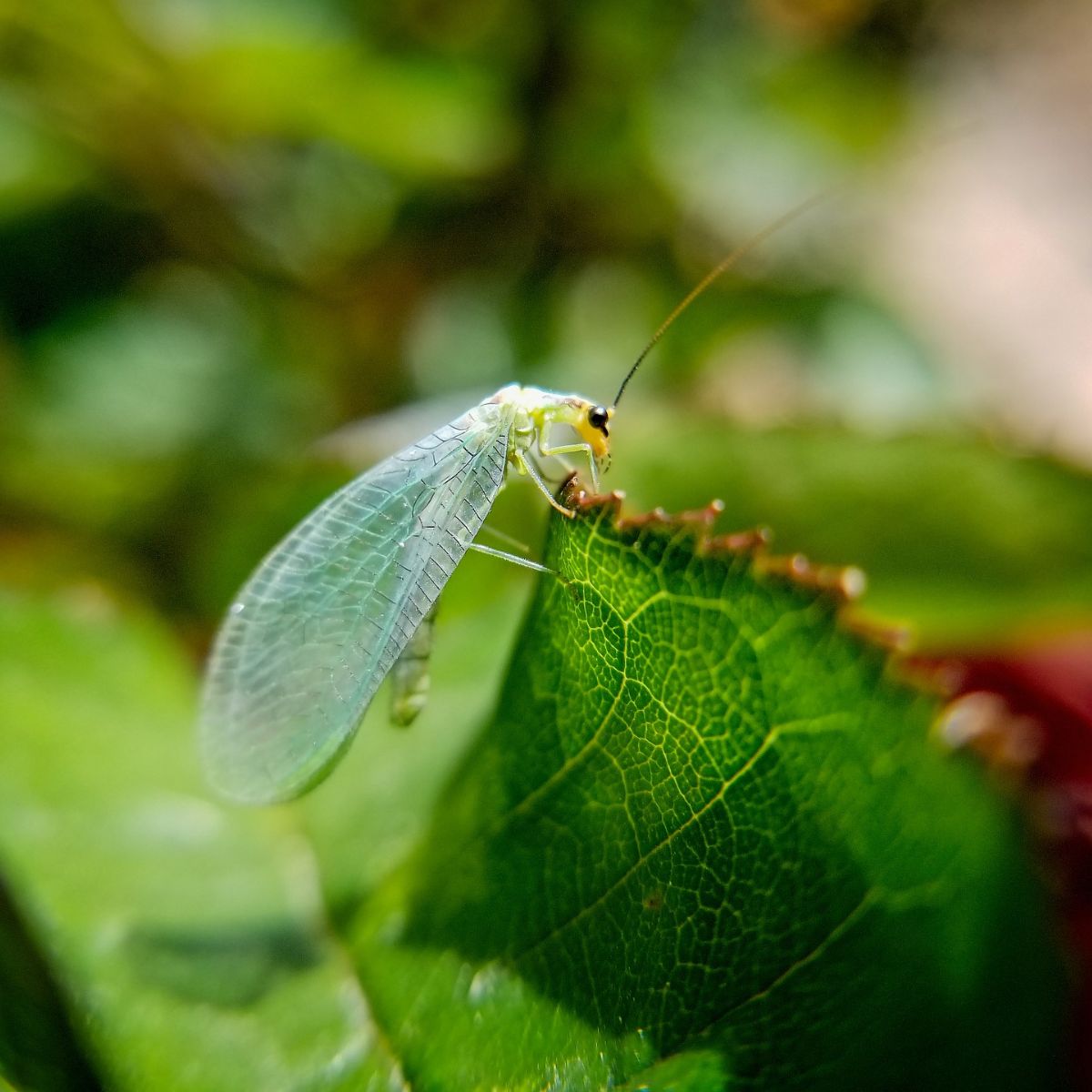 lacewing in house