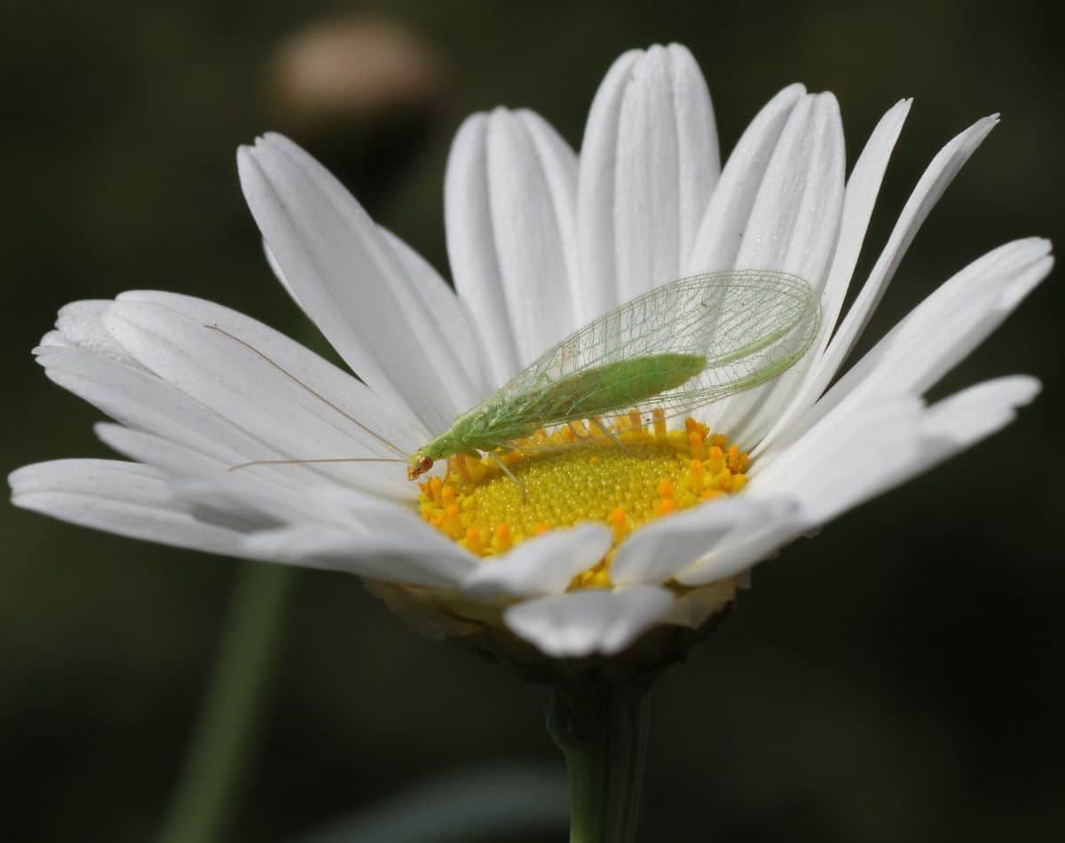 lacewing spiritual meaning