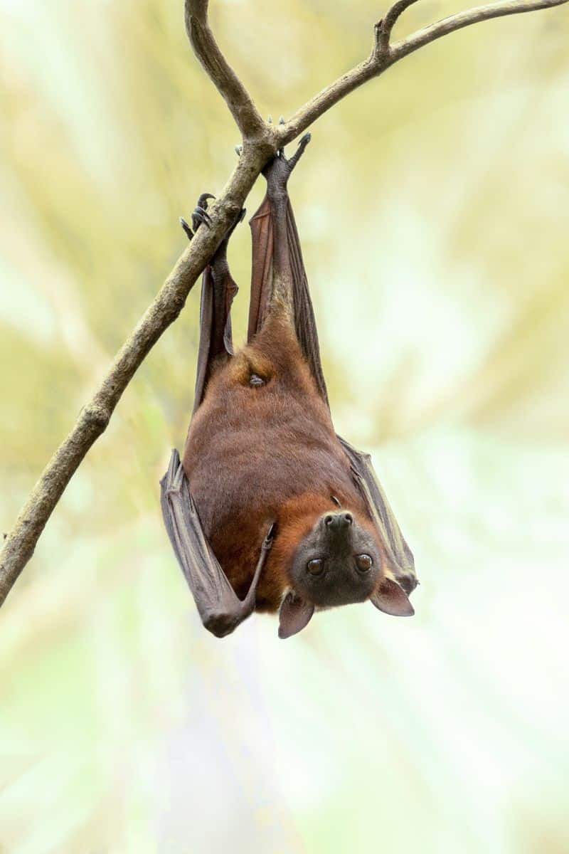 meaning of seeing a bat during the day