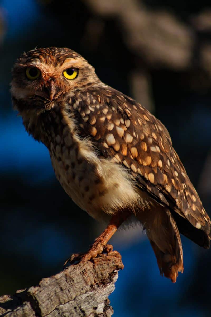 owl flew in front of my car