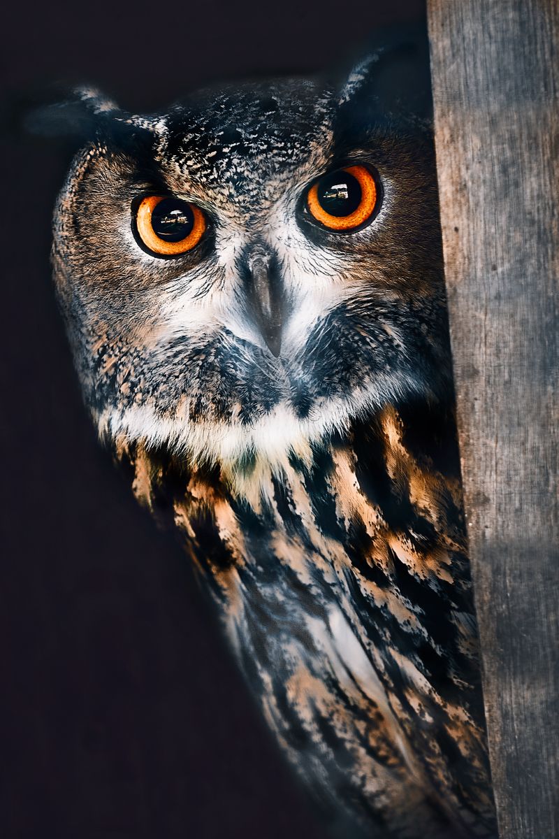 owl flying in front of you meaning