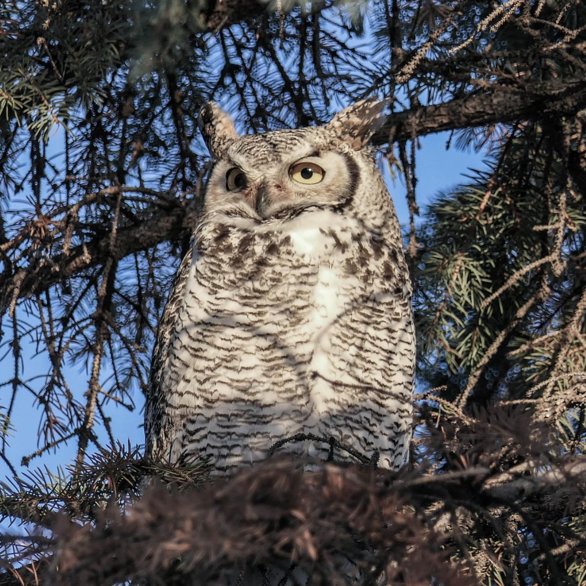 owl spiritual meaning