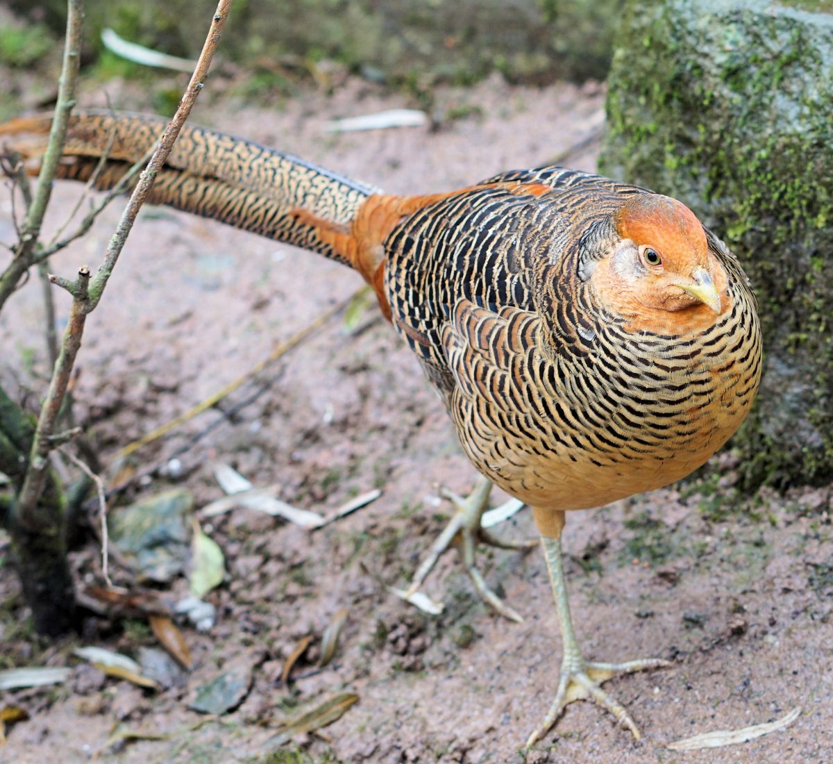 pheasant spirit animal