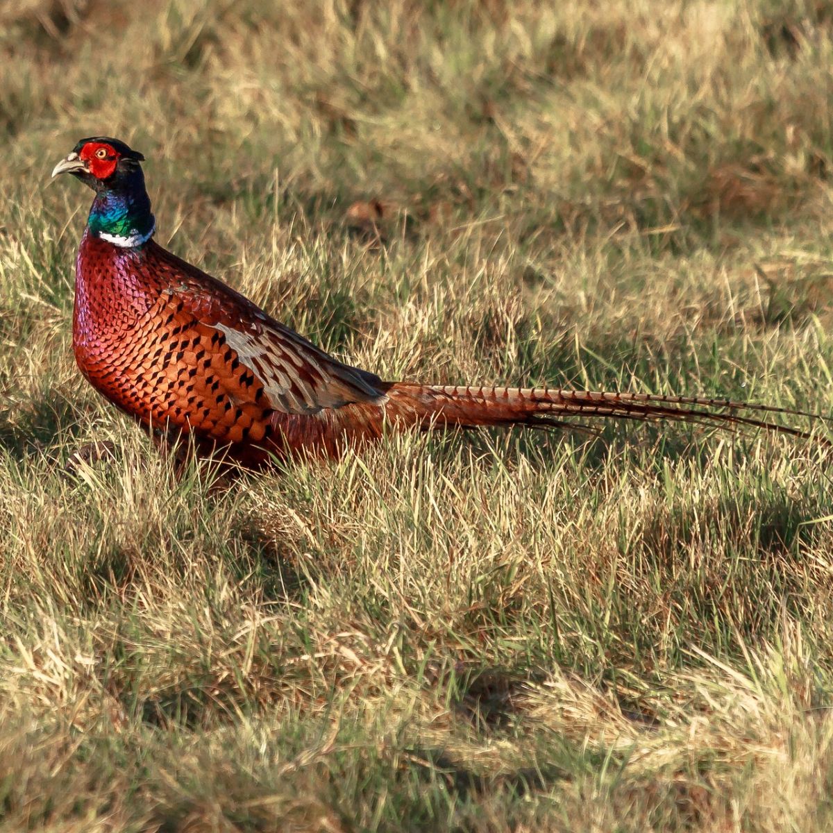 pheasant spiritual meaning