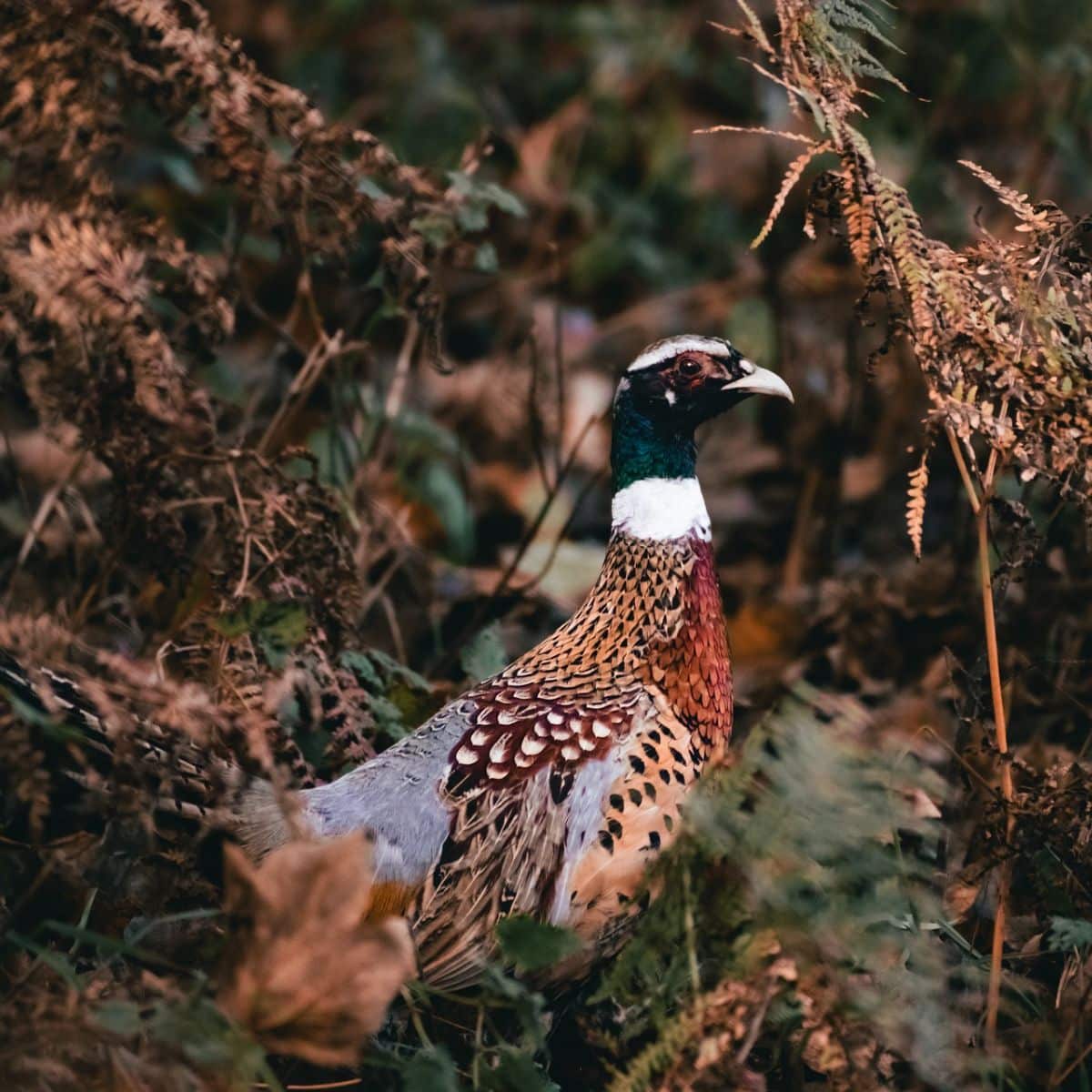 pheasant symbol