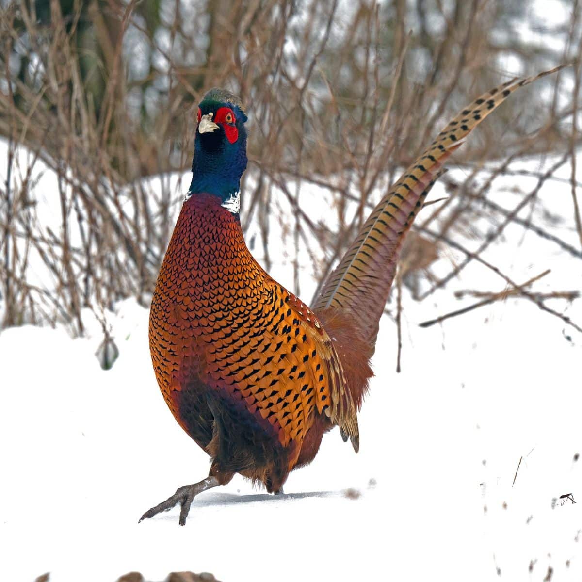 pheasant symbolism