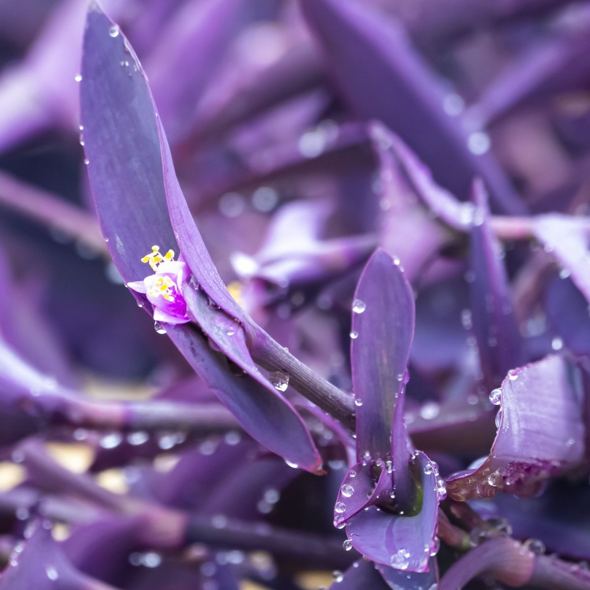 purple heart plant benefits