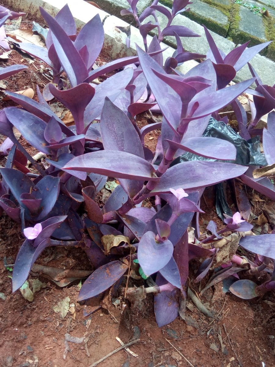 purple heart plant feng shui