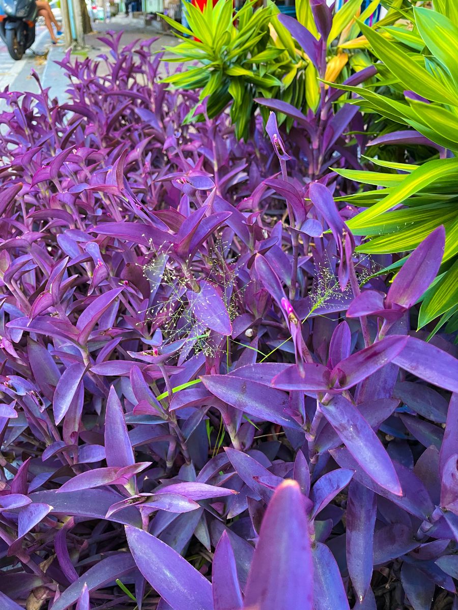 purple heart plant meaning