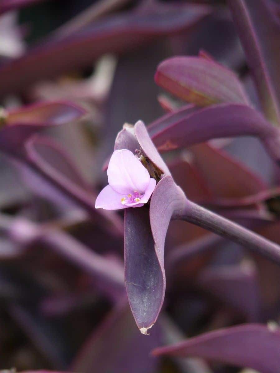 purple heart plant spiritual meaning and benefits