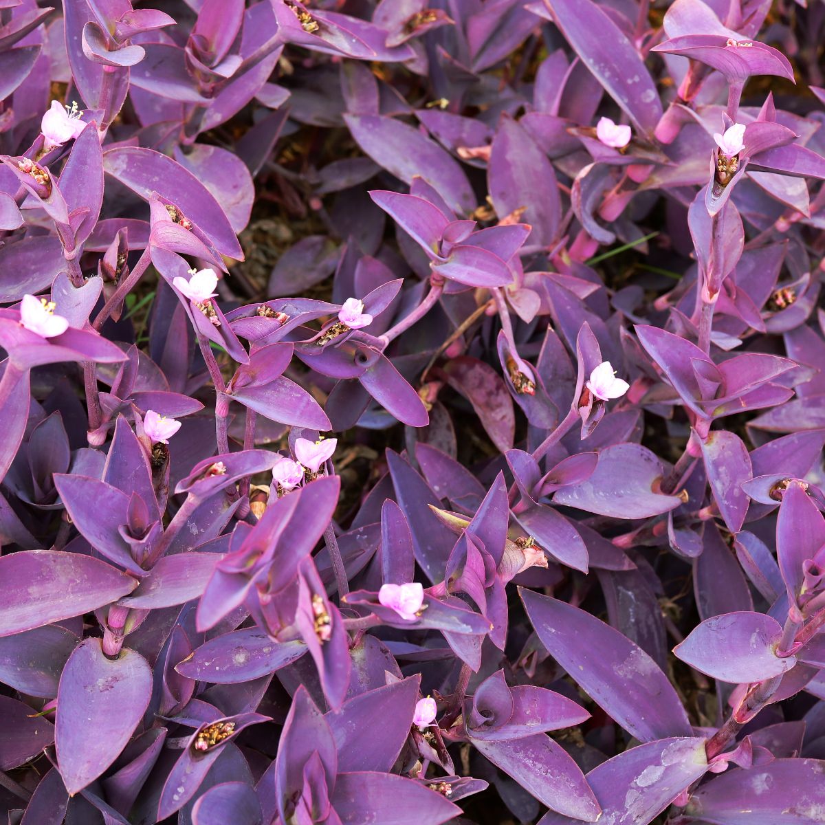 purple heart plant spiritual meaning and meaning